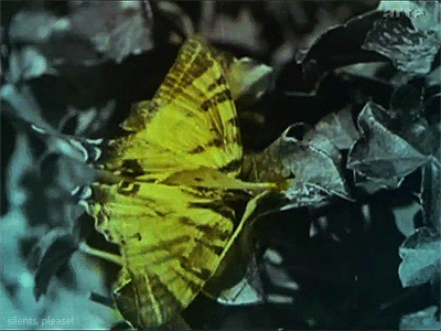 Rapsodia-Satanica-1917-butterfly